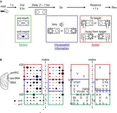 Neuronal Representations of Tactic-Based Sensorimotor Transformations in the Primate Medial Prefrontal, Presupplementary, and Supplementary Motor Areas: A Comparative Study